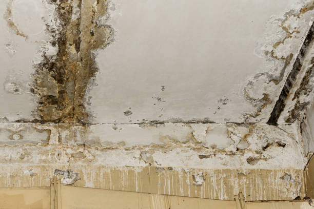 Forensic Mold Investigation in Kihei, HI